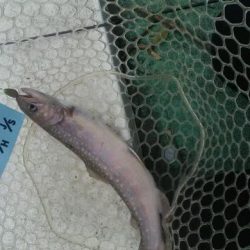 としまえん　色物狙い