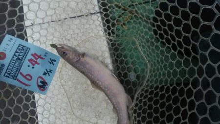 としまえん　色物狙い