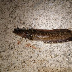 イワシ、サバ爆釣