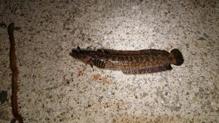 イワシ、サバ爆釣