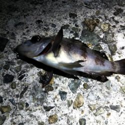 ポツポツとメバル