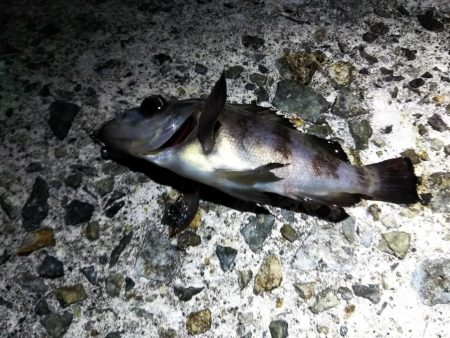 ポツポツとメバル