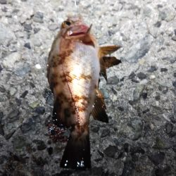 苦戦ライトゲーム