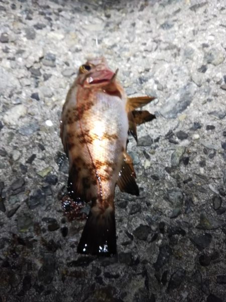 苦戦ライトゲーム