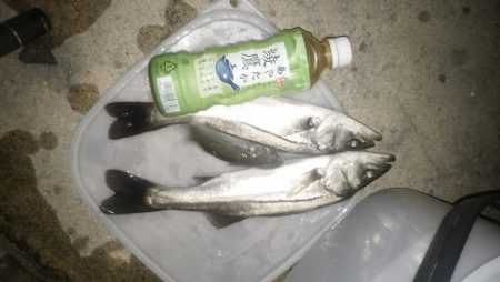 ナイトルアーフィッシング　シーバス