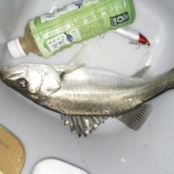 ナイトルアーフィッシング　シーバス