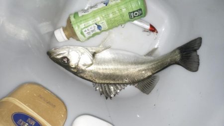 ナイトルアーフィッシング　シーバス