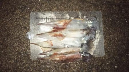 日引（カワハギ？）～上瀬（ヤリイカ）　リレ…