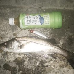 ナイトルアーフィッシング　シーバス