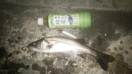 ナイトルアーフィッシング　シーバス