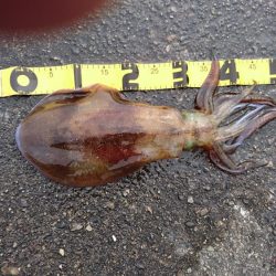 久しぶりの釣果でした。