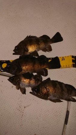 ボートメバリング