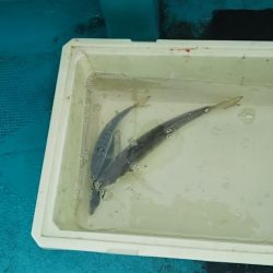 アジサバ入れ食い‼️