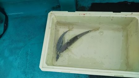 アジサバ入れ食い‼️