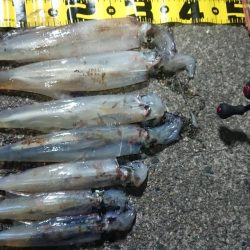 仕事終わりヤリイカ狙い