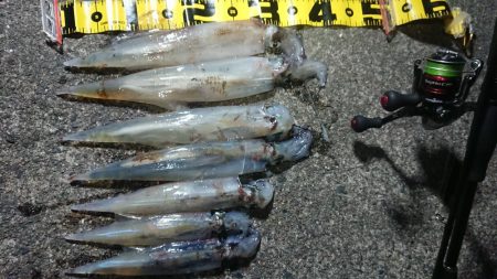 仕事終わりヤリイカ狙い