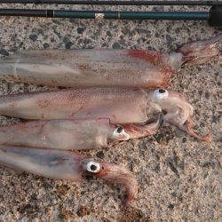 朝マズメ、ヤリイカ狙い