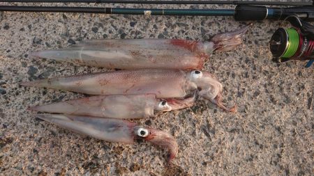 朝マズメ、ヤリイカ狙い