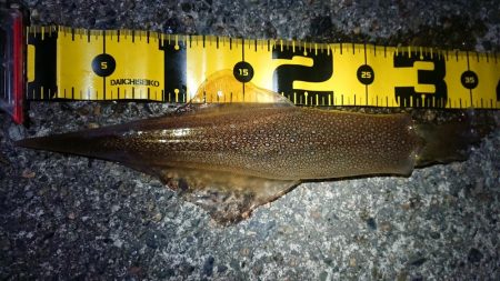 仕事終わりヤリイカ狙い