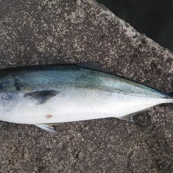 ショアプラッギング!(注:道狭すぎ)