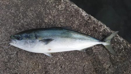 ショアプラッギング！（注：道狭すぎ）