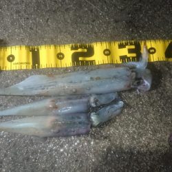 朝のリベンジエギング