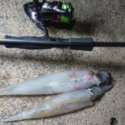 爆風のヤリイカ狙い