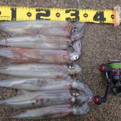 朝マヅメ、ヤリイカ狙い