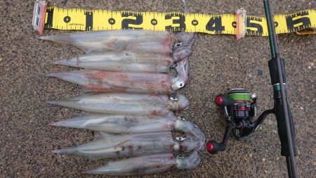 朝マヅメ、ヤリイカ狙い