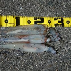 仕事終わりヤリイカ狙い