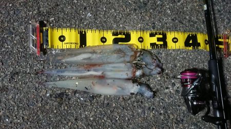 仕事終わりヤリイカ狙い