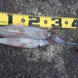 朝マヅメヤリイカエギング