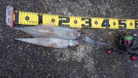 朝マヅメヤリイカエギング