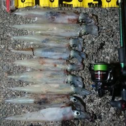 仕事終わりヤリイカ狙い