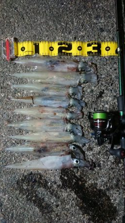 仕事終わりヤリイカ狙い