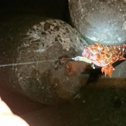 ガッシーも厳しい‼️