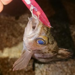 仕事帰りにメバルプラッキング