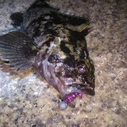 近所へロックフィッシュ狙い❗️