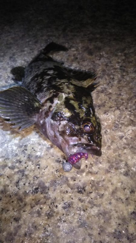 近所へロックフィッシュ狙い❗️