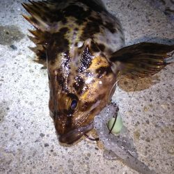 ロックフィッシュ狙い❗️