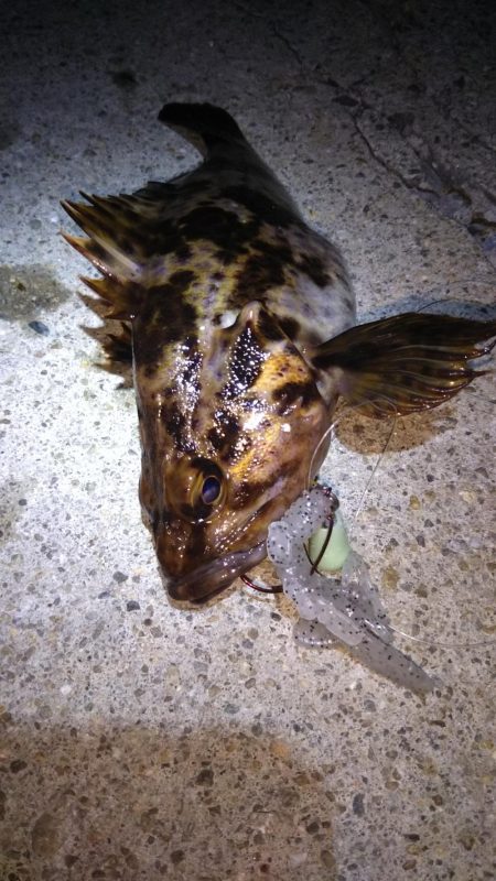 ロックフィッシュ狙い❗️