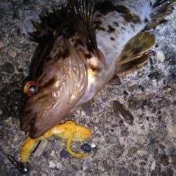 ロックフィッシュ