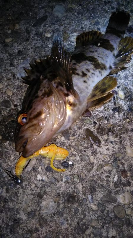 ロックフィッシュ