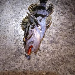 近所へロックフィッシュ