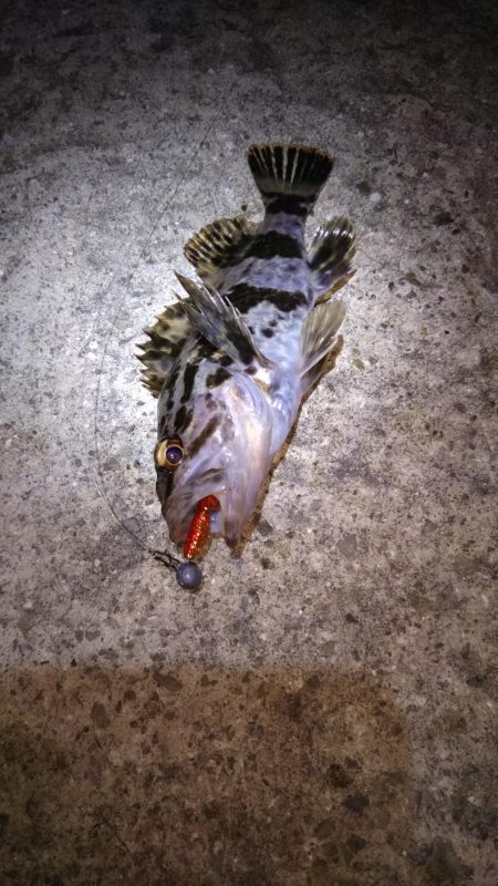 近所へロックフィッシュ