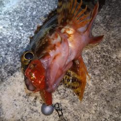 風が弱いので神戸空港へ