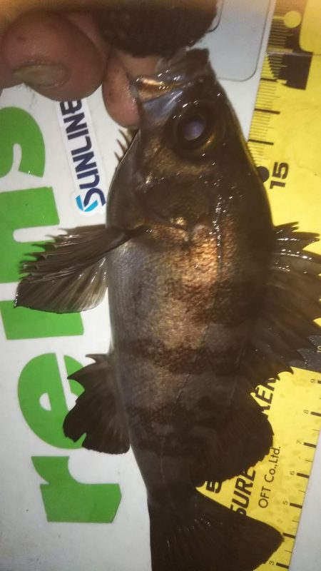 干潮メバリング