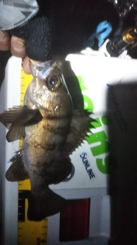 仕事帰りメバリング