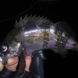 小メバル高活性