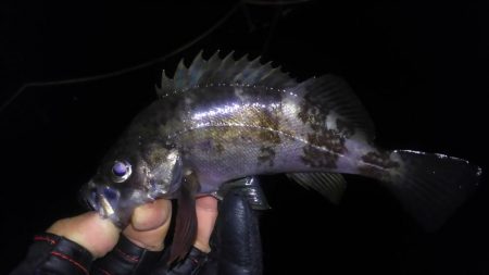 小メバル高活性